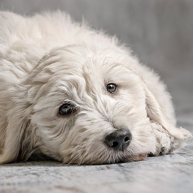 Hundeportrait