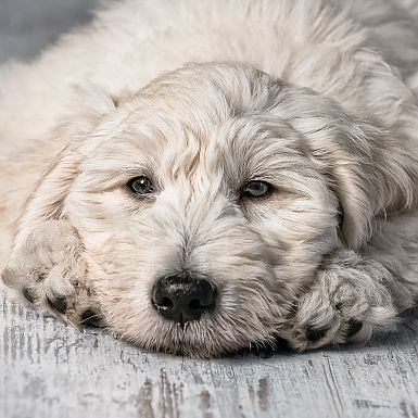 Hundeportrait