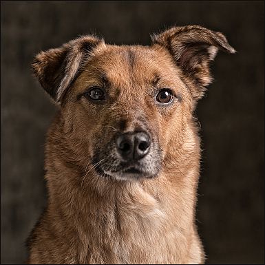 Hundeshooting
