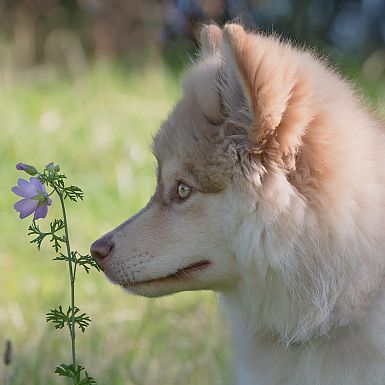Hundefotografie