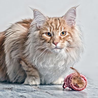 Katzenfotograf