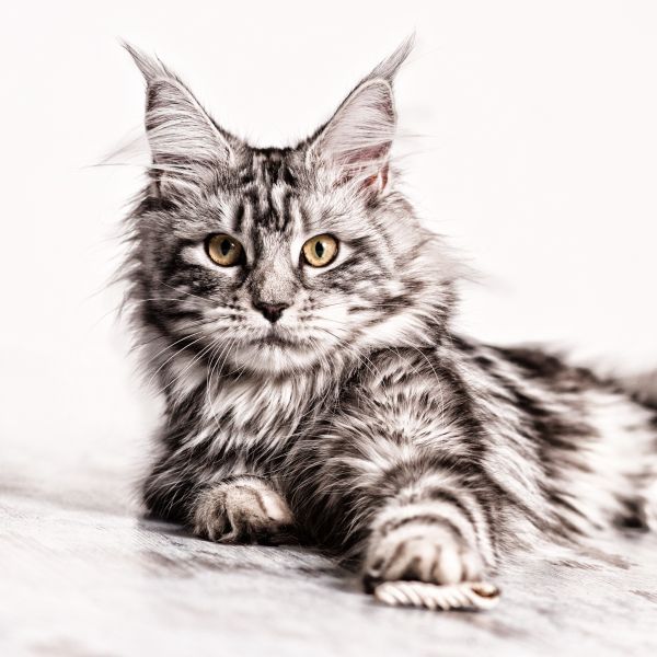 Katzenfotograf