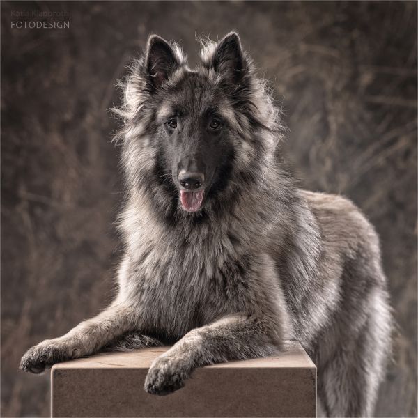 der eigene Hund ist immer der Schönste