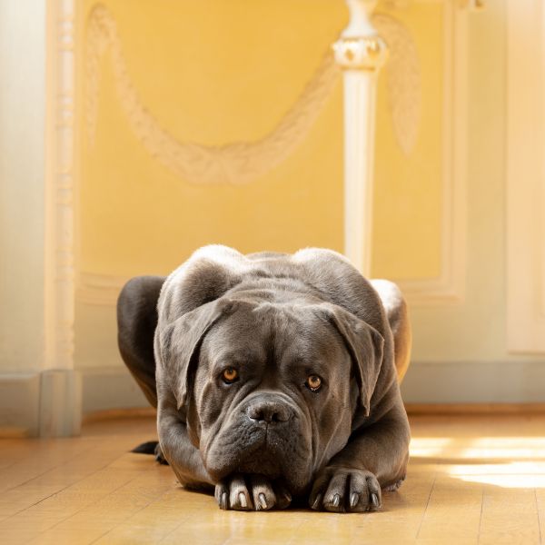 Hundefotos