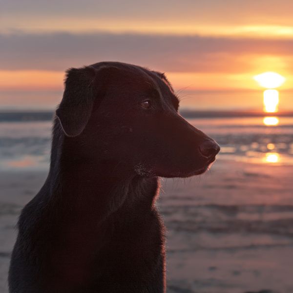 on Location mit Hund